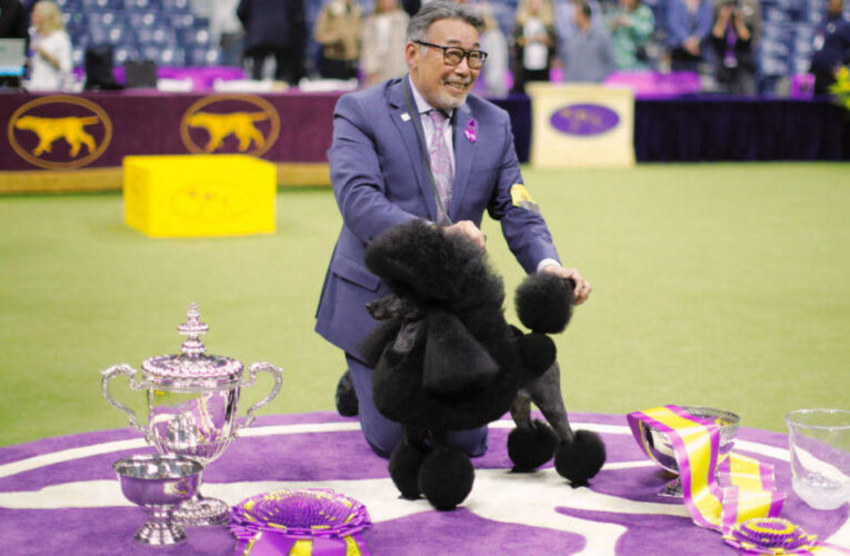 Sage, a miniature poodle, wins the Westminster Dog Show