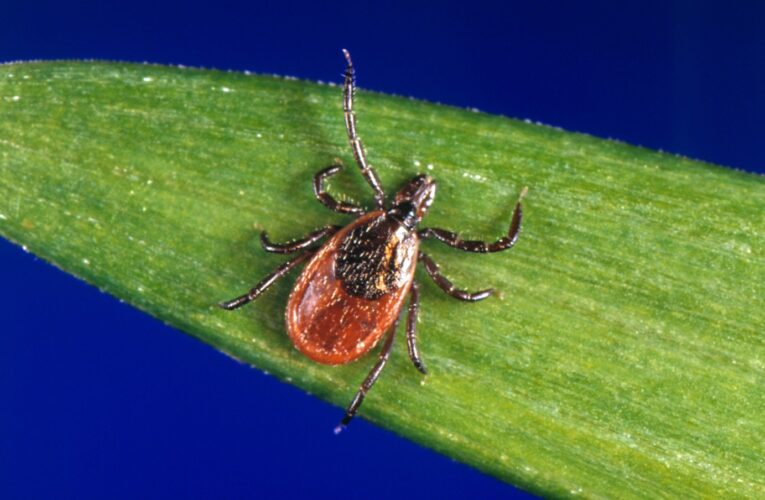 How to keep safe now that tick season has arrived
