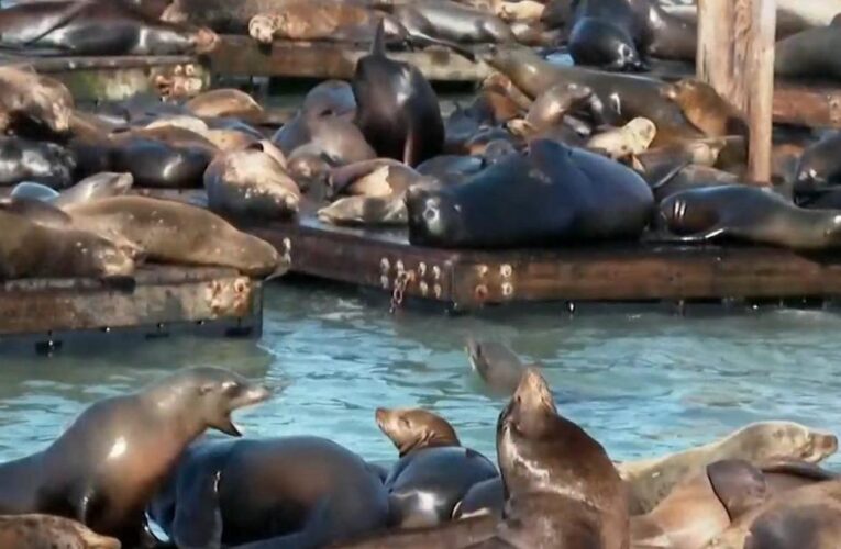 Anchovies behind surge of sea lions in San Francisco