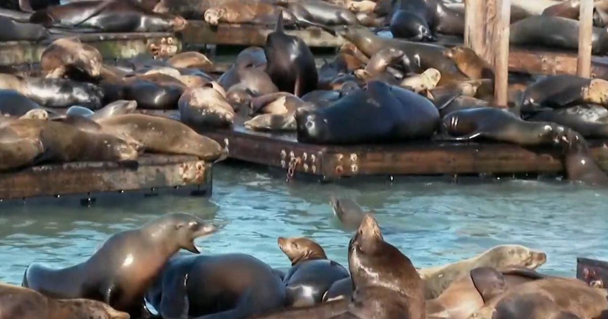 anchovies-behind-surge-of-sea-lions-in-san-francisco