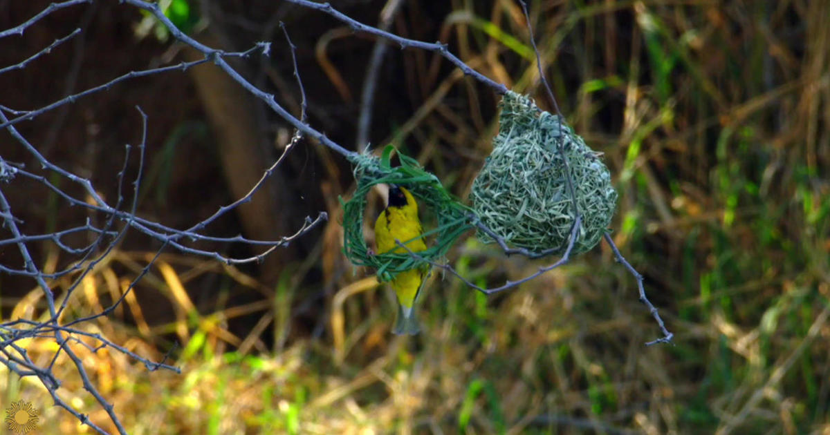 nature:-weaver-birds-in-south-africa