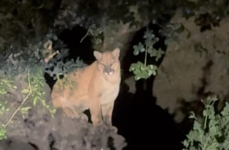 Unconfirmed sighting of mountain lion in Griffith Park evokes memories and majesty of L.A.’s favorite big cat, P-22