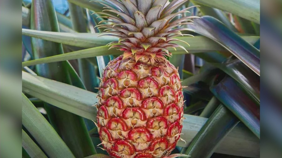 $395-pineapple-being-sold-at-southern-california-produce-store