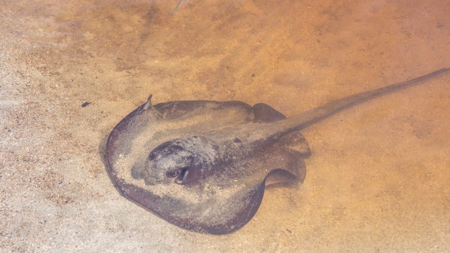 how-common-are-stingray-stings-on-the-california-coast?