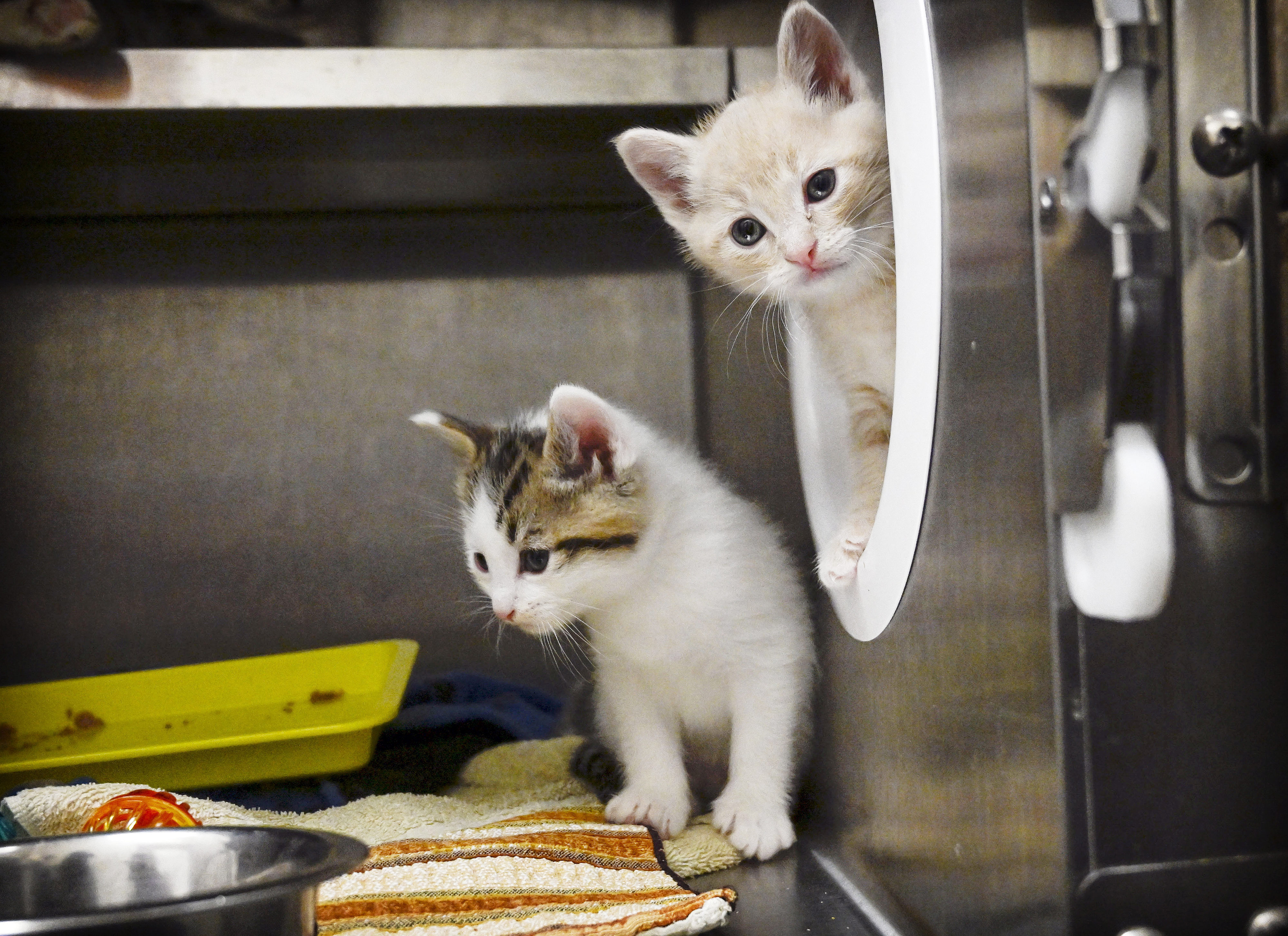 Kiittens at Friends of Upland Animal Shelter in Upland continue...