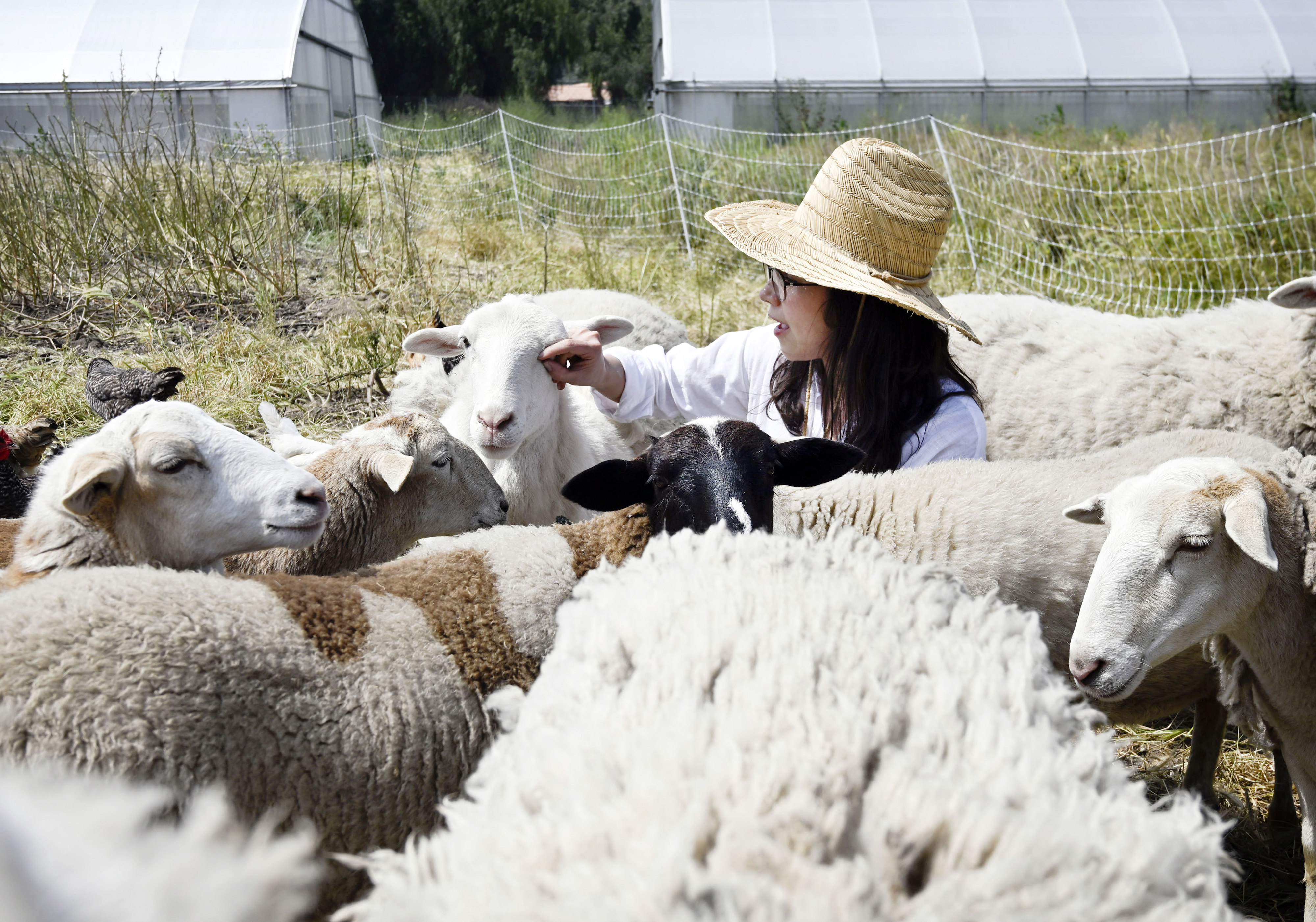 Local farmer Anna Knight feeds her herd of working sheep...