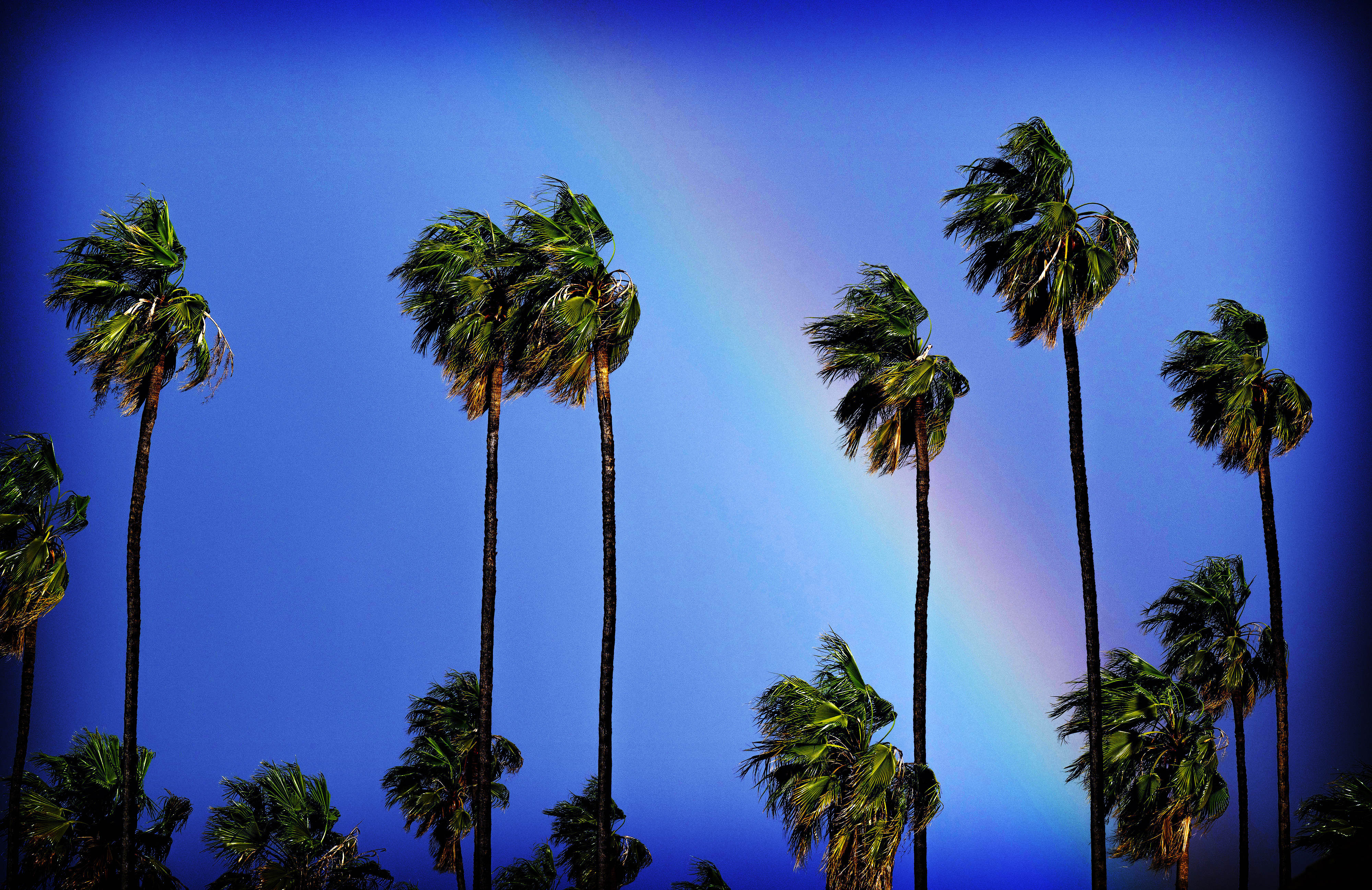 A rainbow appears behind palm trees at California Citrus State...