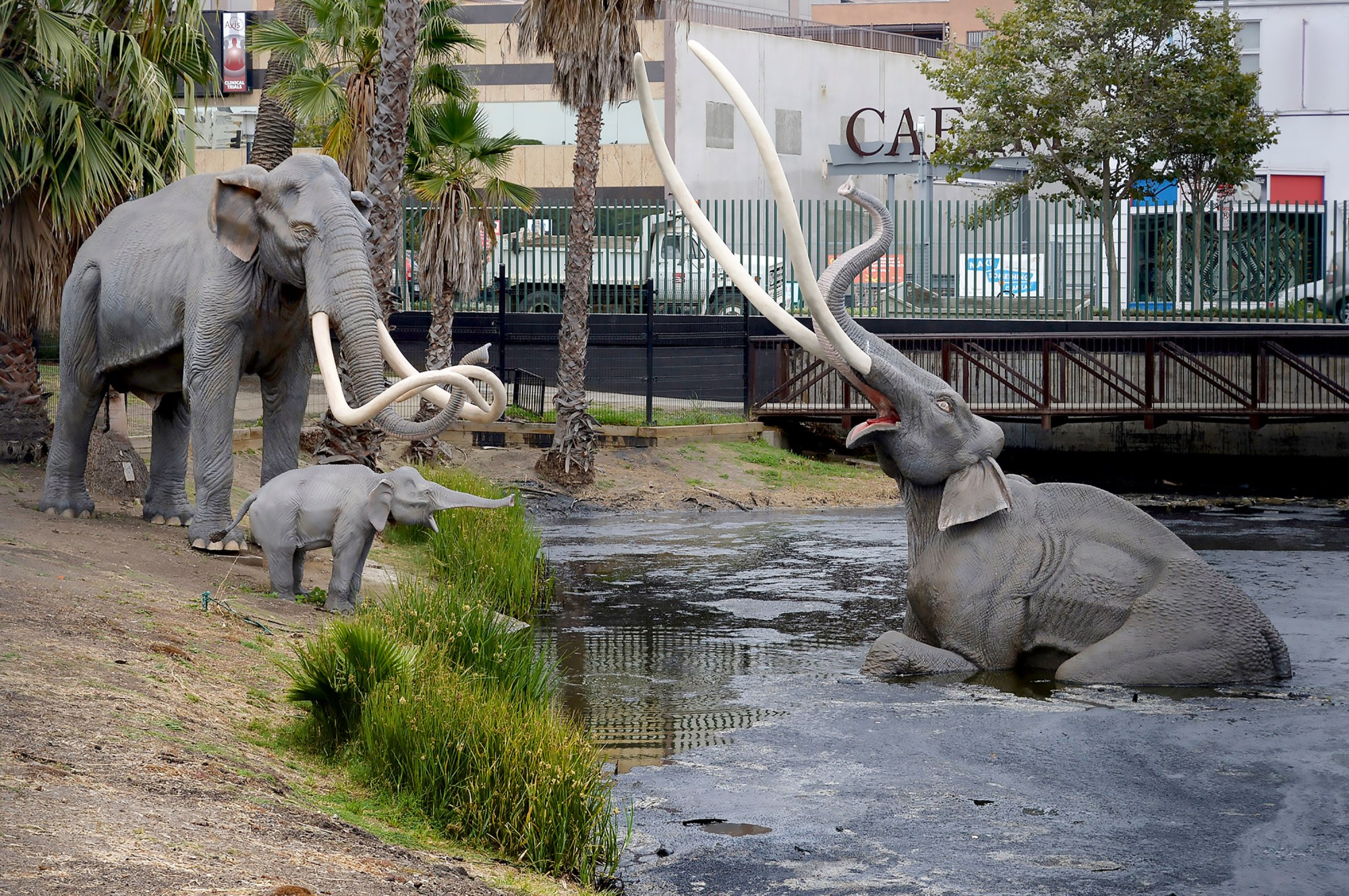File photo of the Columbian Mammoths, visible in the pond in the La Brea Tar Pits in Los Angeles. (Photo by John McCoy, Los Angeles Daily News/SCNG)