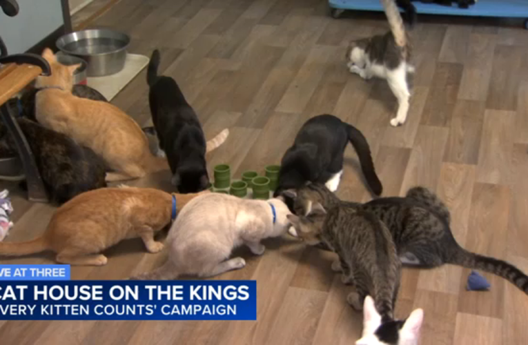 Campaign to help Cat House on the Kings in Parlier