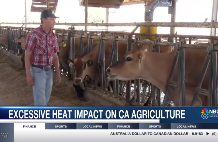 California Farmers Struggle as Extreme Heat Affects Crops and Livestock
