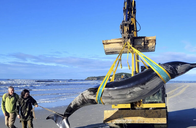 Creature that washed up on New Zealand beach may be world’s rarest whale
