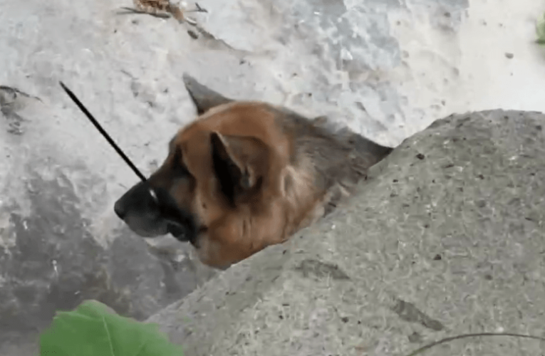 Reward now $25K for arrest of person who left zip-tied dog in Malibu wilderness