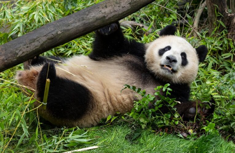 Debut date announced for pandas at San Diego Zoo, along with video