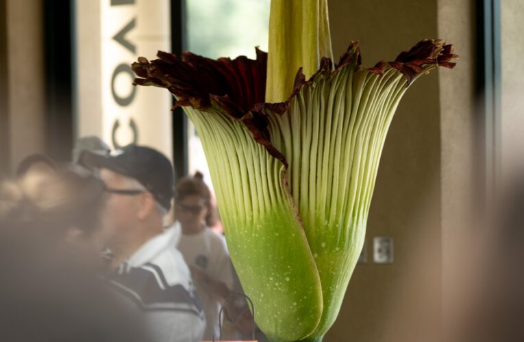 Behold Odora, the Corpse Flower, in full, stinky bloom at Huntington Library