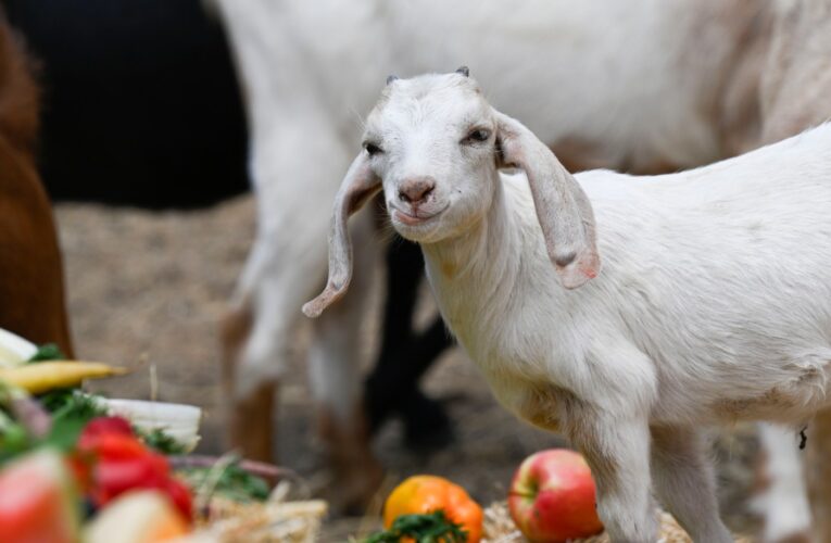 San Manuel tribe uses goats to clear brush in San Bernardino Mountains