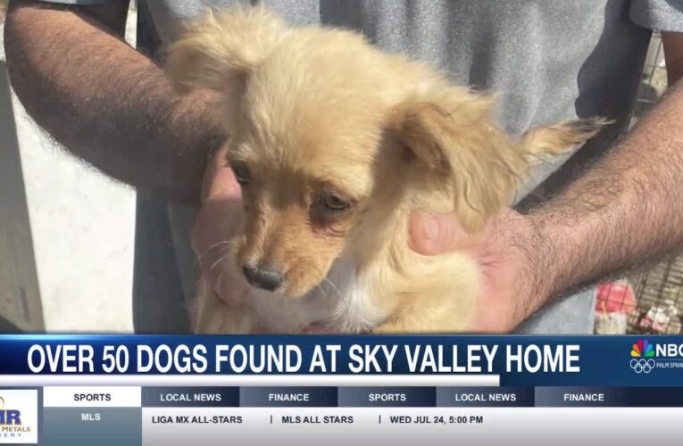 Over 50 Abandoned Dogs Found at Sky Valley Home Amid Third Hoarding Case