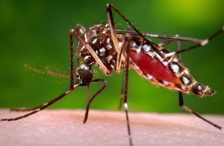 County of San Diego notifies Mount Hope residents of mosquito treatment