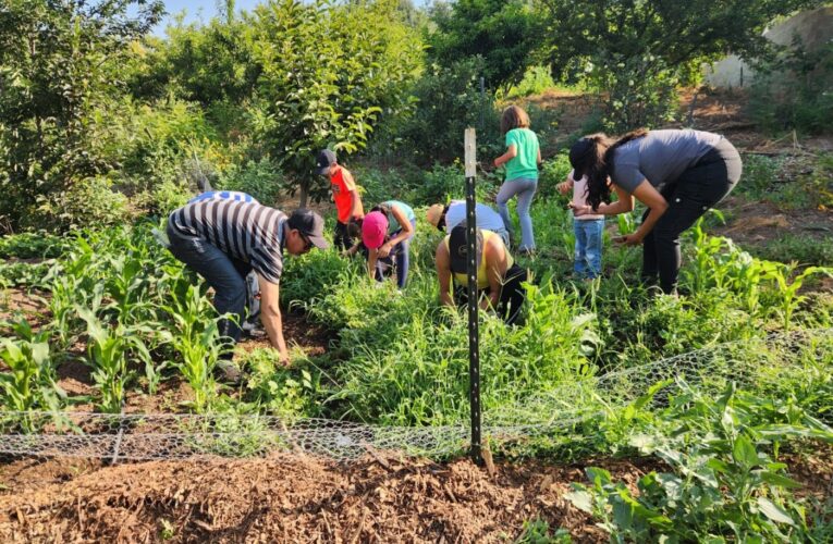 Community gardens sprout in the Inland Empire with the help of Huerta del Valle