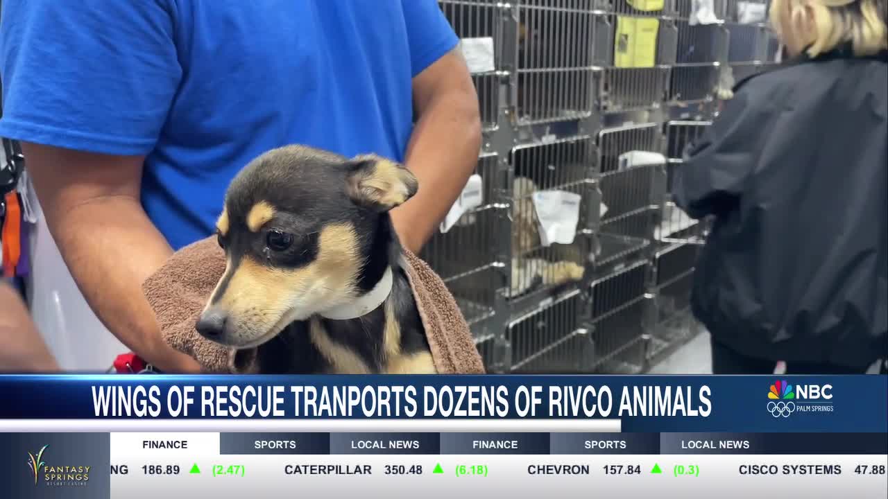 dozens-of-rescued-dogs-flown-to-utah-for-new-homes