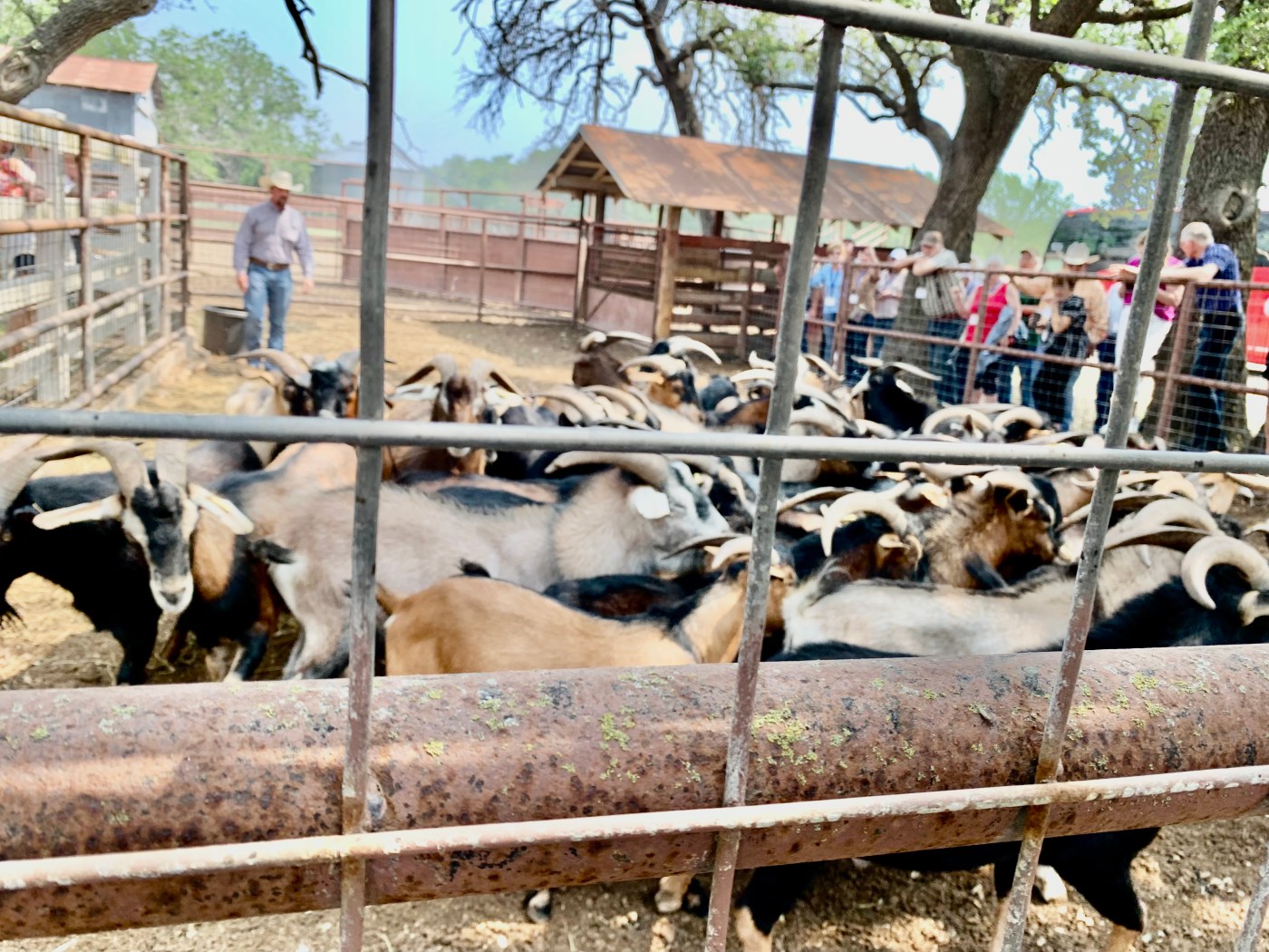 final-day-of-texas-livestock-tour-|-barton