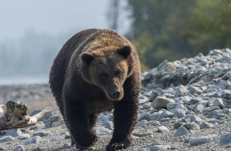 Man attacked by bear is shot trying to fend off animal in Alaska