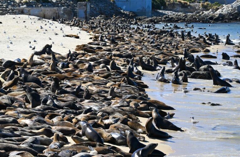 Sea lions take over beach in Monterey’s Cannery Row