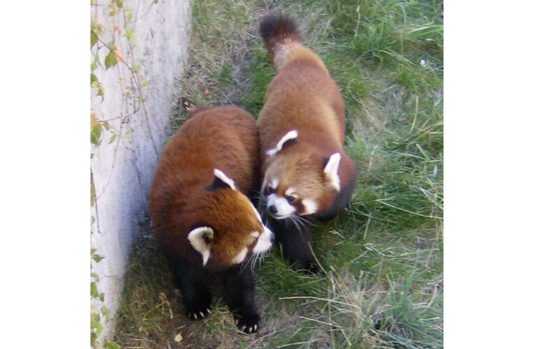 Sequoia Park Zoo Says Sad Good-bye to Sumo, the ‘Original Red Panda’