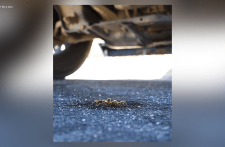 Bees invade Joshua Tree National Park, forcing closure of campground, visitor center