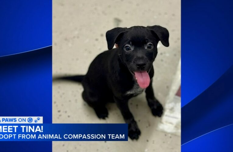 Paws on 30: Adopt Tina from the Animal Compassion Team