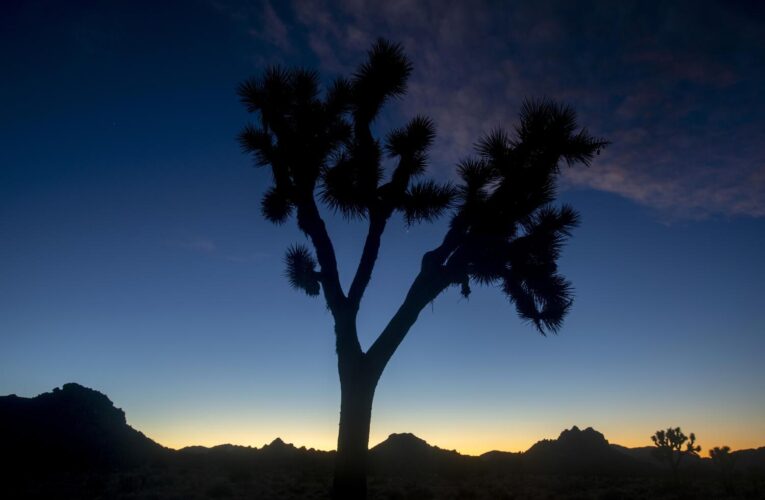 Very thirsty bees close down parts of Joshua Tree National Park