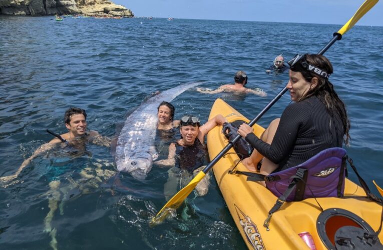 Cause of death of rare oarfish found in La Jolla Cove unclear: scientists