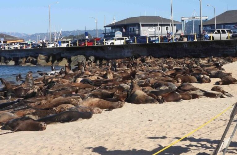 Hundreds of sea lions take over California beach