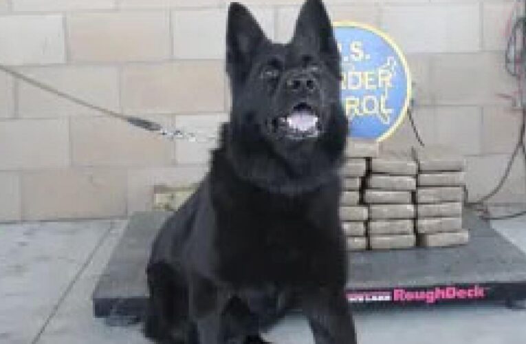 The nose knows: Border Patrol dog sniffs out 81 pounds of cocaine in Southern California bust