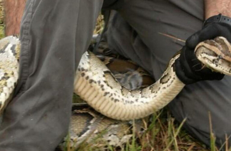 Efforts underway to hunt invasive Burmese pythons in Florida