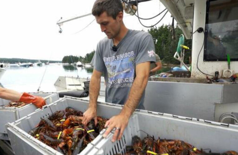 Viral lobsterman documents Maine’s lobster season