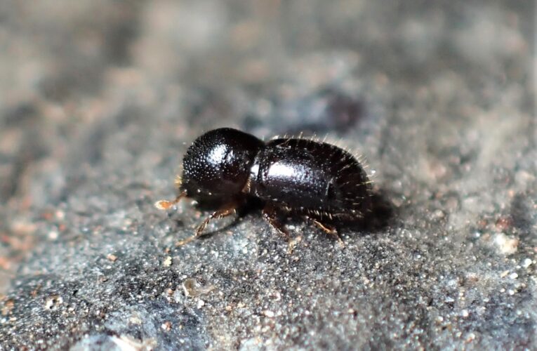 This invasive beetle has killed tens of thousands of trees in Southern California. Now it’s in the Bay Area