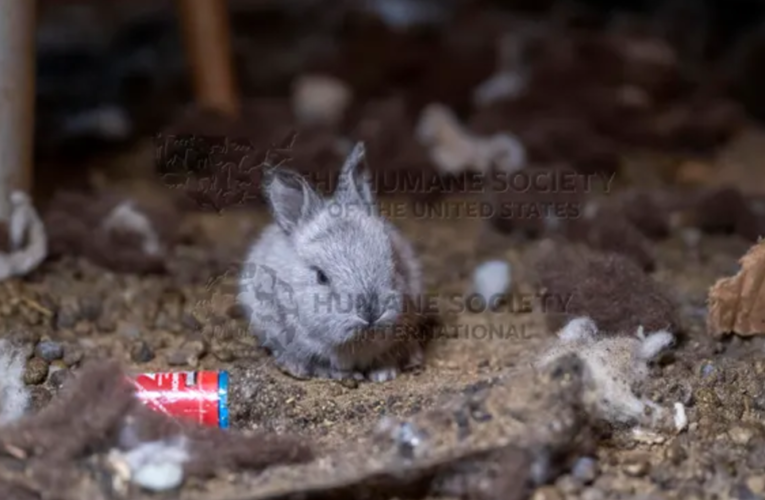 More than 100 rabbits rescued from Tennessee home