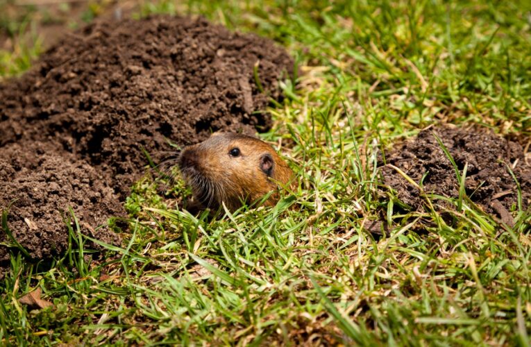 Is the great gopher war in a Danville backyard coming to a dramatic end?