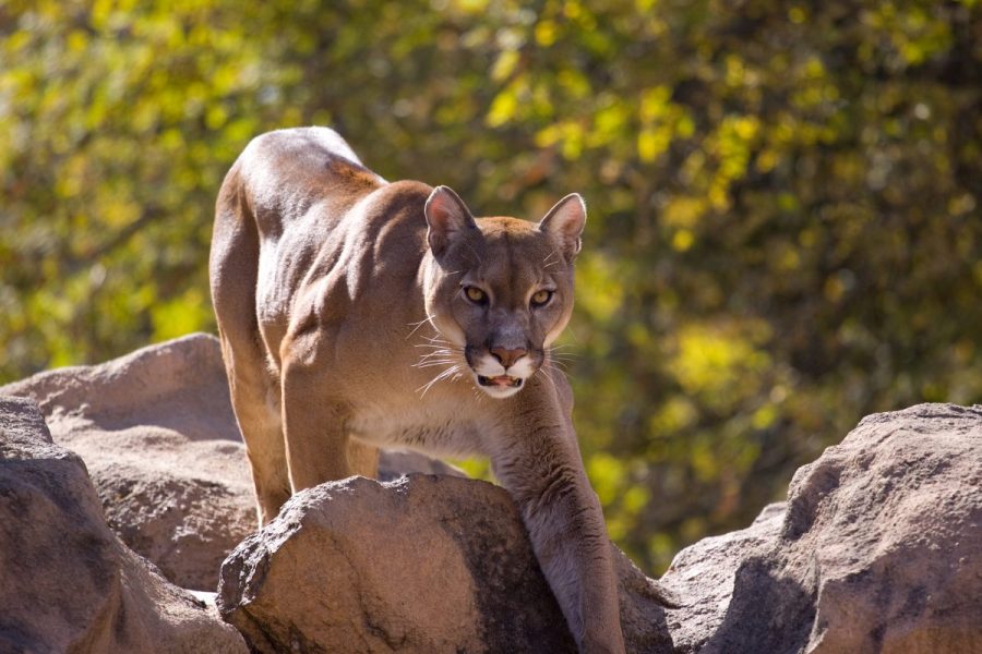 necropsy-released-on-mountain-lion-that-attacked-5-year-old-boy-in-calabassas