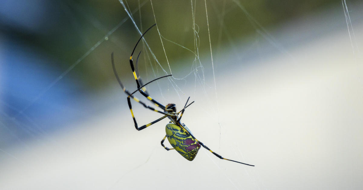 giant-“flying”-joro-spider-sighting-confirmed-in-pennsylvania