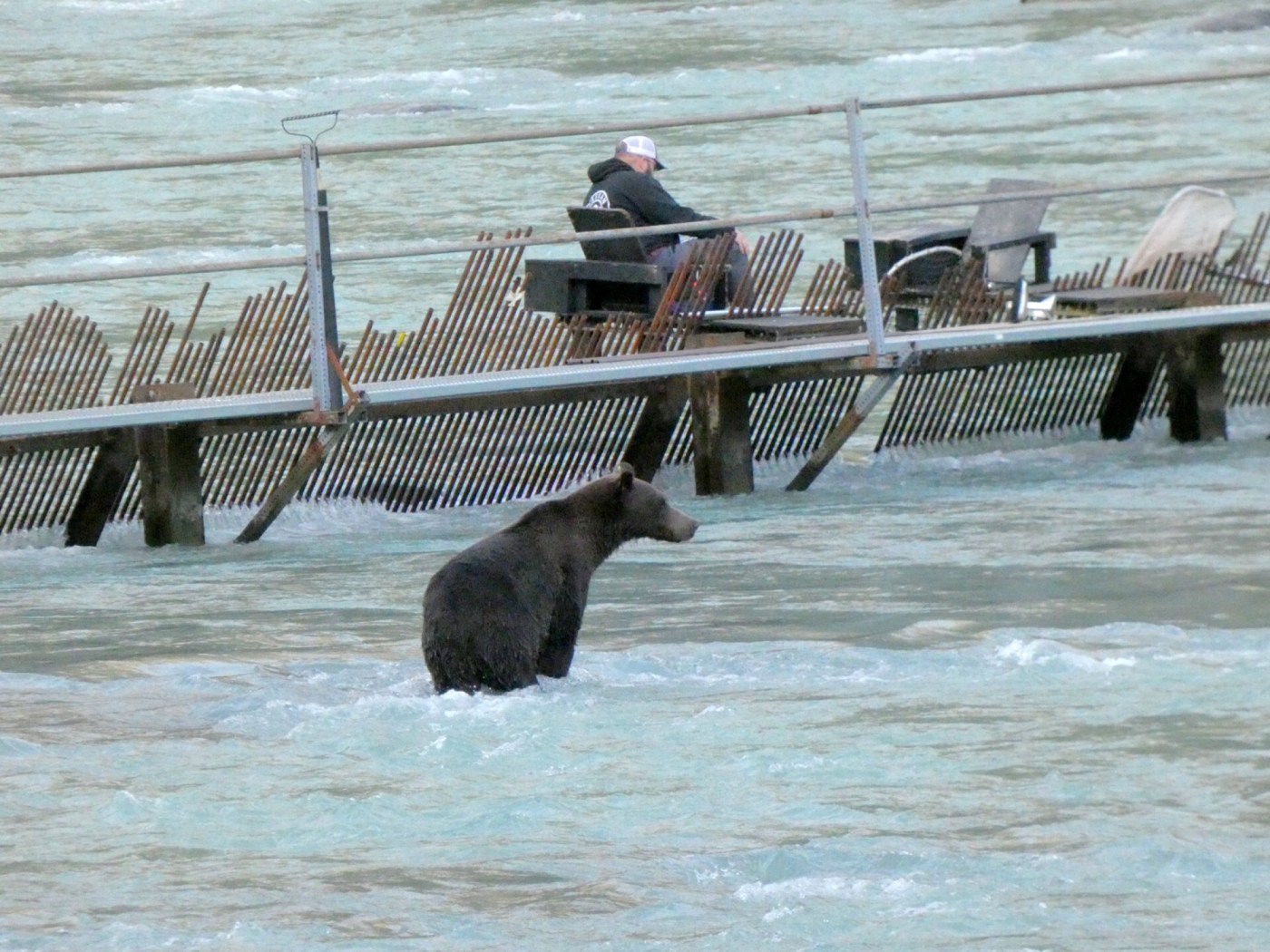 count-salmon-get-paid.-expect-grizzlies