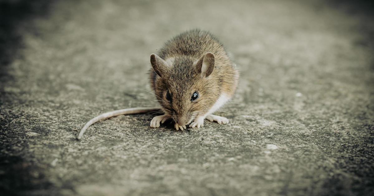 flight-makes-emergency-landing-after-mouse-climbs-out-of-boxed-meal