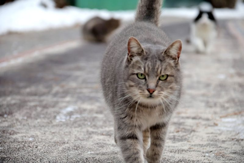 cat-lost-at-yellowstone-travels-800-miles-home-to-california