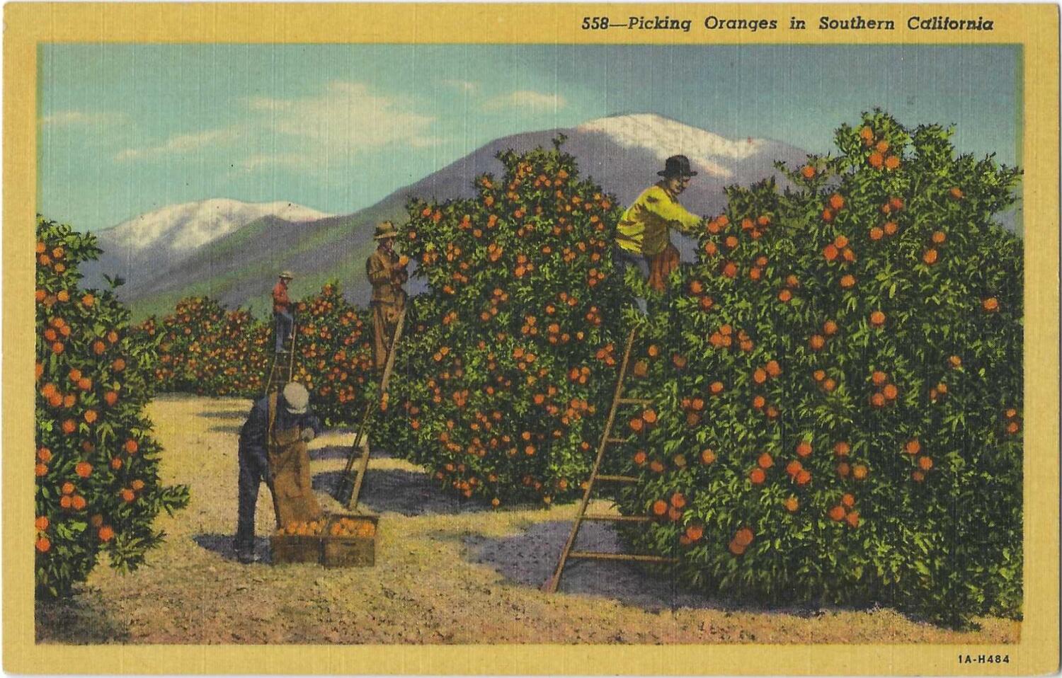 patt-morrison:-where-have-all-the-orange-groves-gone?