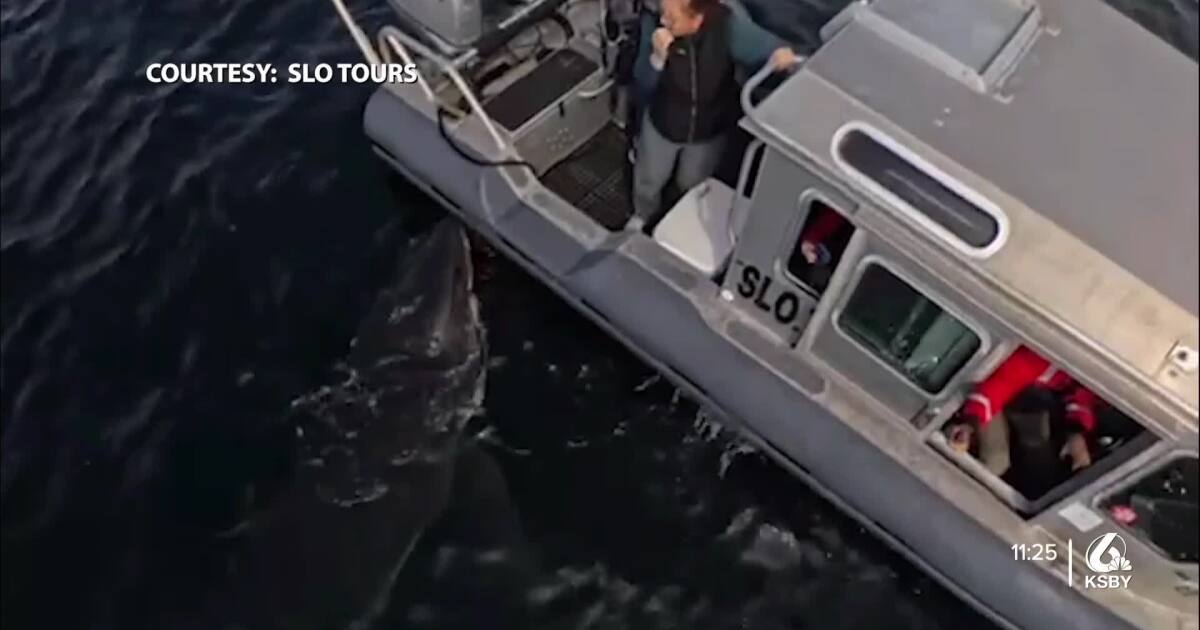 slo-whale-watchers-catch-video-of-up-close-encounter-with-great-white-shark