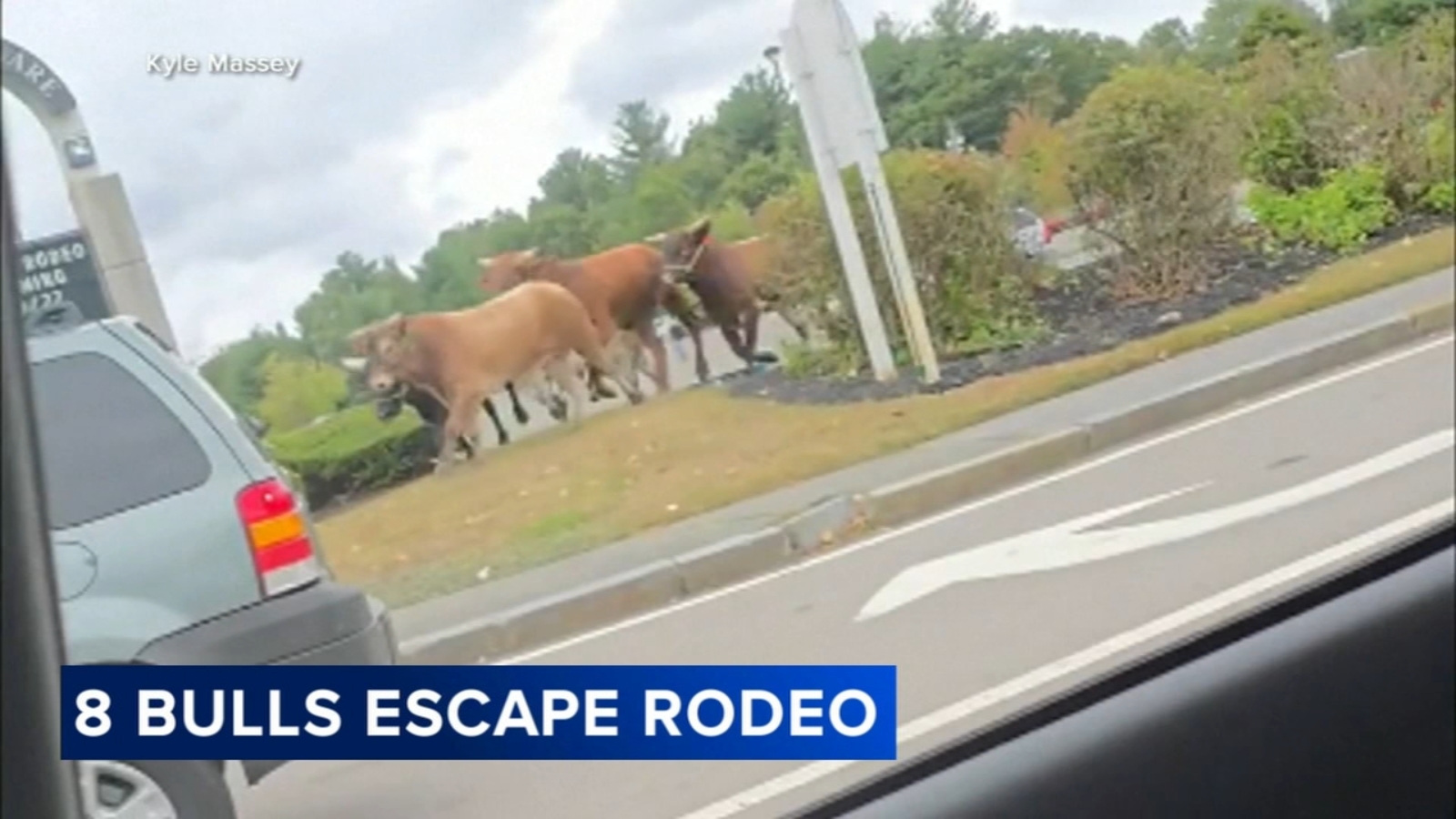 8-bulls-escape-massachusetts-rodeo-after-plowing-through-chain-link-fence