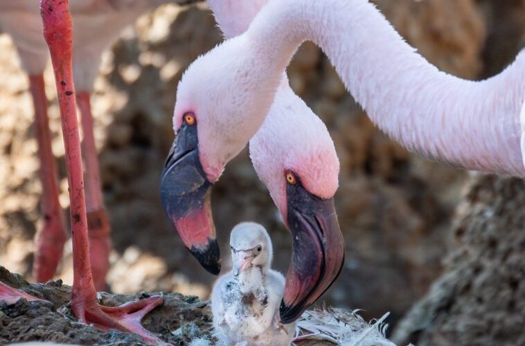 Same-sex flamingo couple at San Diego Zoo Safari Park hatch chick