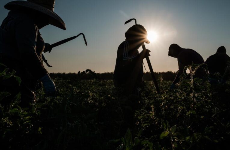 Newsom vetoes bill aiming to increase protections for farmworkers overcome by heat