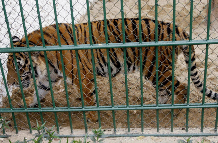 Bird flu kills 47 tigers, 3 lions and a panther in Vietnam zoos