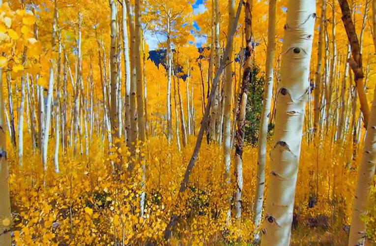 Nature: Aspens in Utah